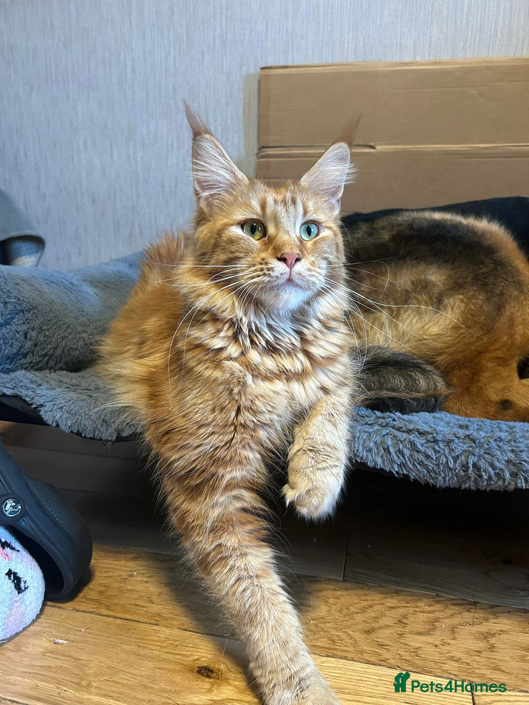 Maine Coon cats for sale: Beautiful Maine coon kitten boys - Image 12