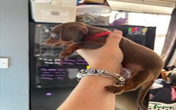 Miniature Dachshund dogs for sale: Beautiful miniature dachshunds  - Image 15