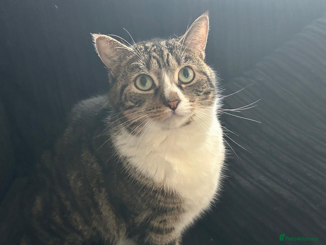 Toyger cats for sale: Domestic shorthair  - Image 1
