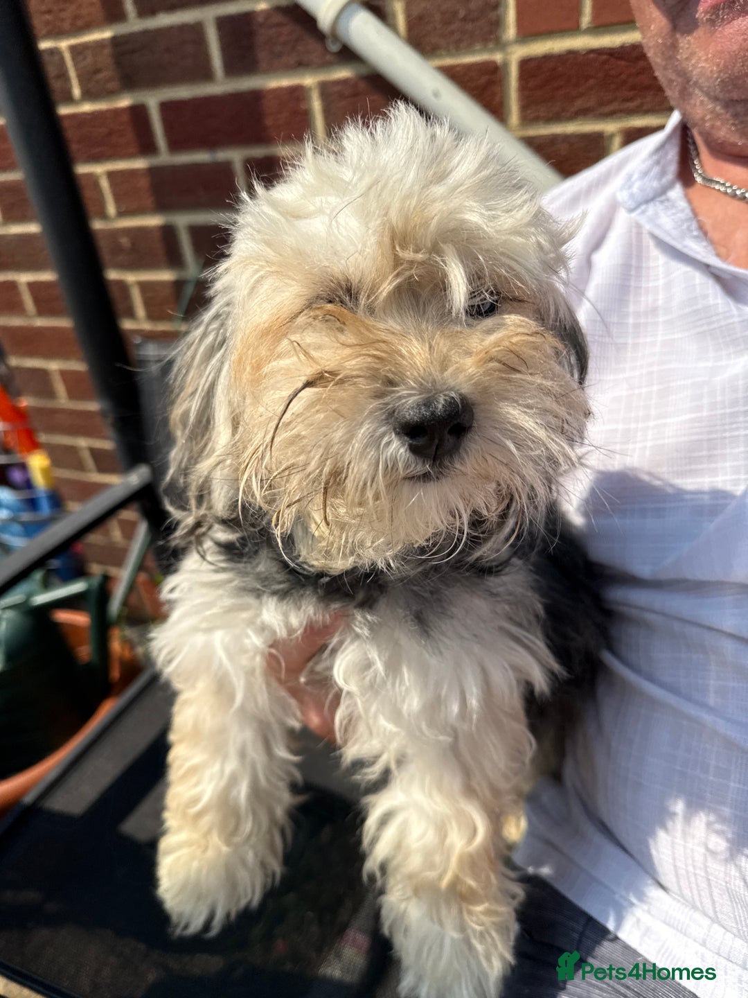Mixed Breed dogs for sale: Yorkshire terrier x jack russell - Image 13