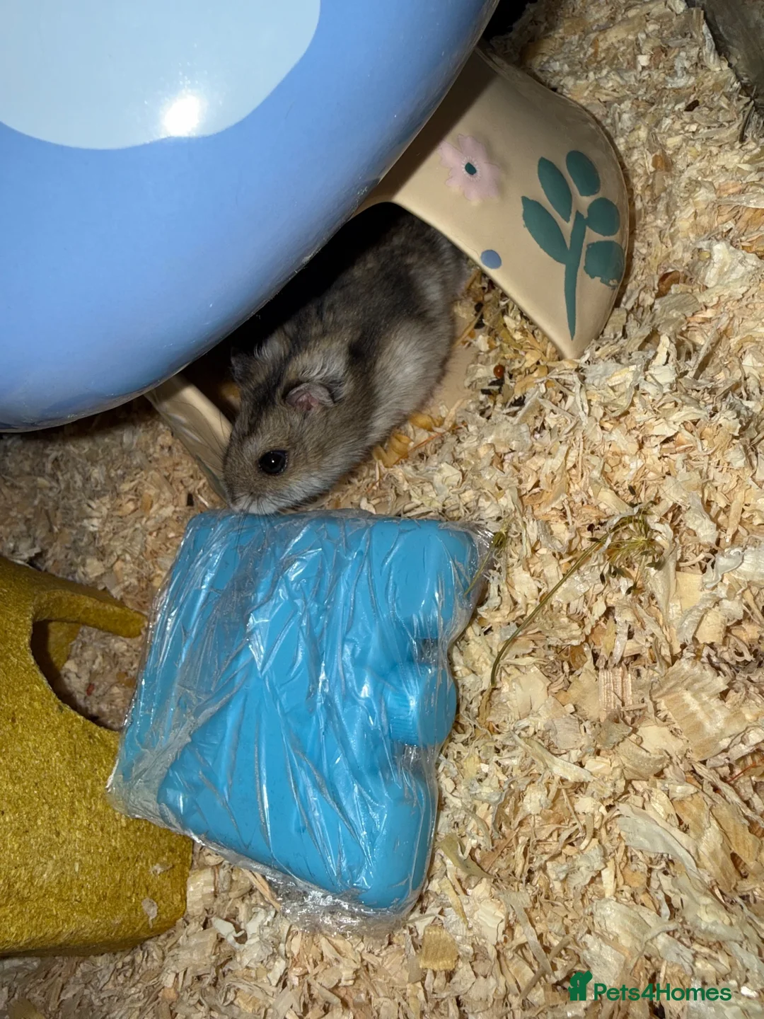 Hamster rodents for sale: Dwarf hamster with setup  - Advert 5