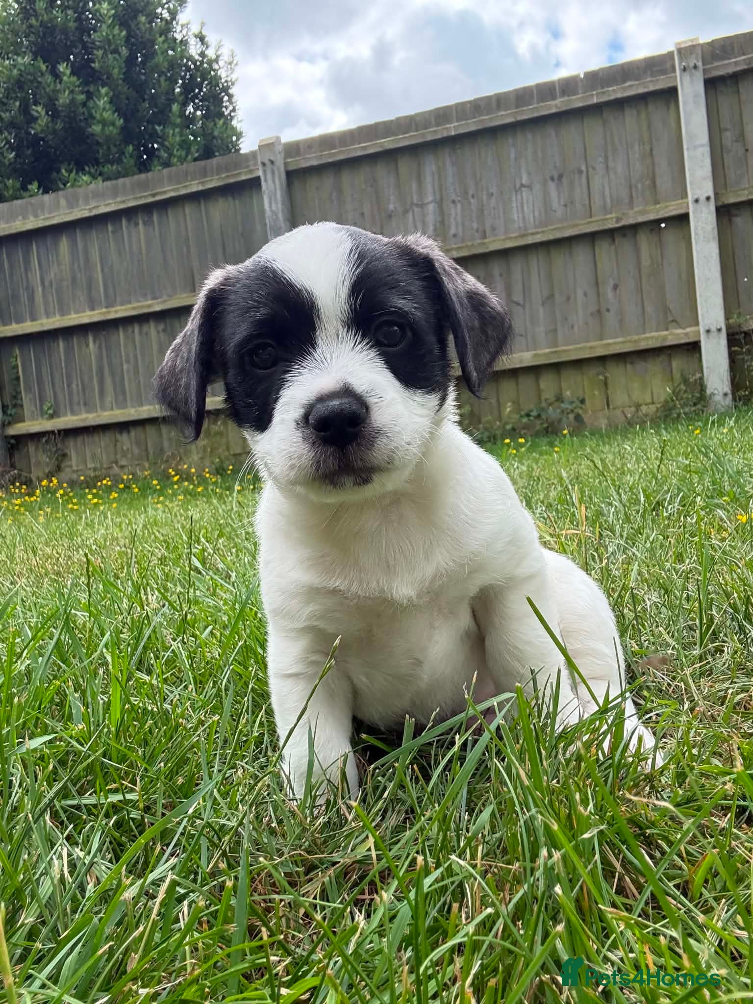 Mixed Breed dogs Male Pugland Puppy looking for new forever homes  - Advert 1
