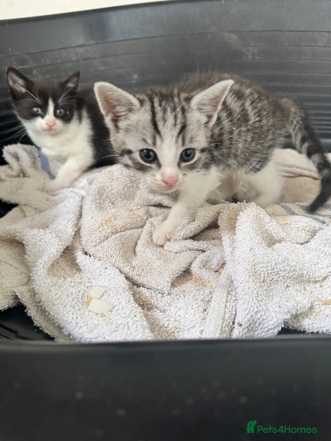 Mixed Breed cats for sale: 4 cute kittens  - Advert 9