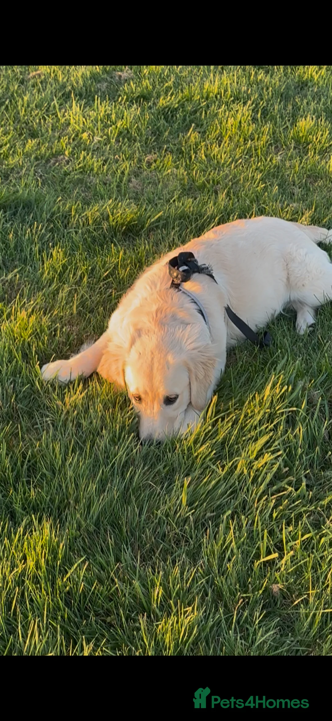 Golden Retriever dogs for sale: Six month old beautiful female puppy  - Advert 2