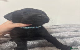 Labrador Retriever dogs for sale: Beautiful Black Labrador  - Image 4