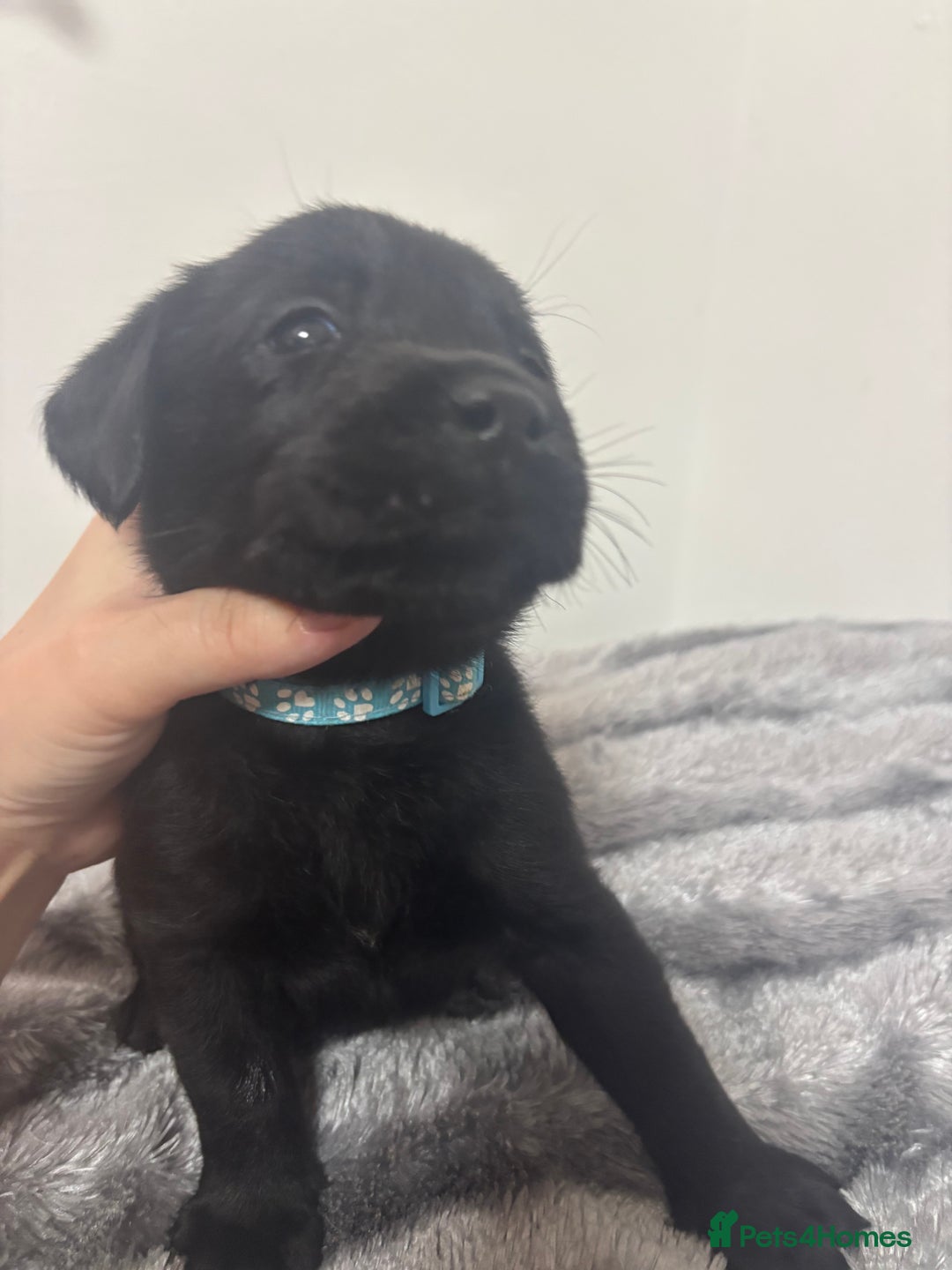 Labrador Retriever dogs for sale: Beautiful Black Labrador  - Image 4