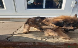 Mixed Breed dogs for sale: Border Terrier x miniature Poodle  - Image 16
