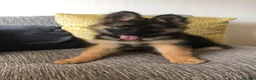 German Shepherd dogs for sale: Bella - German Shepherd looking for a forever home - Advert 25