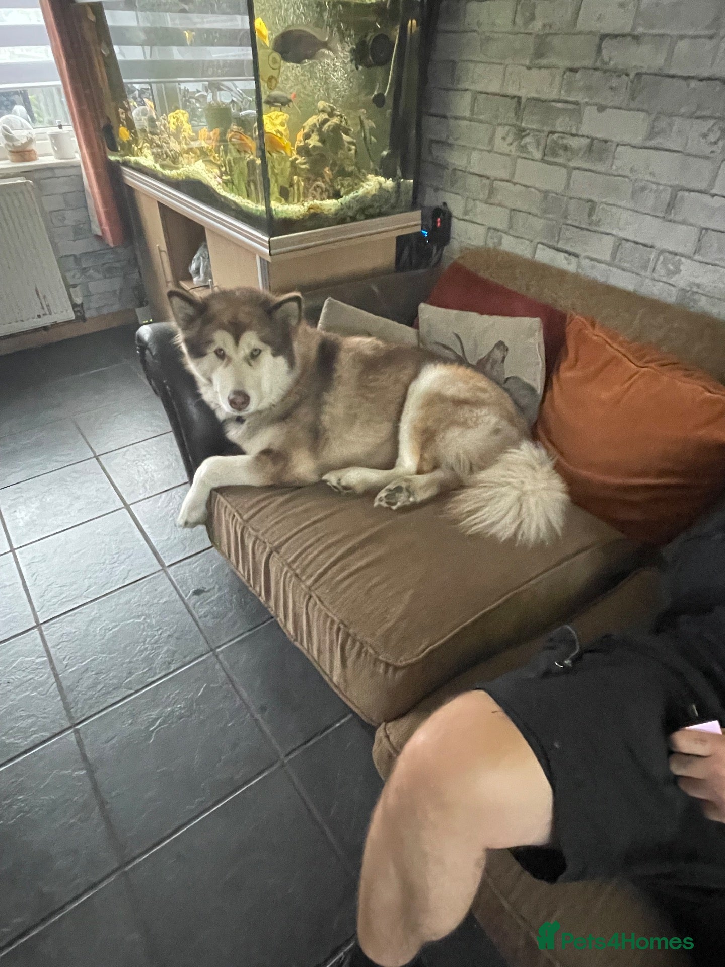 Alaskan Malamute dogs Shadow - Advert 11