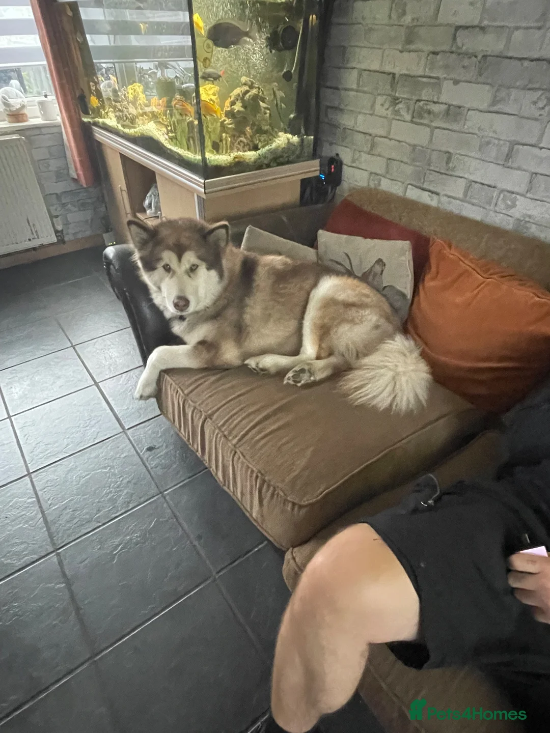 Alaskan Malamute dogs for sale: Shadow - Advert 1