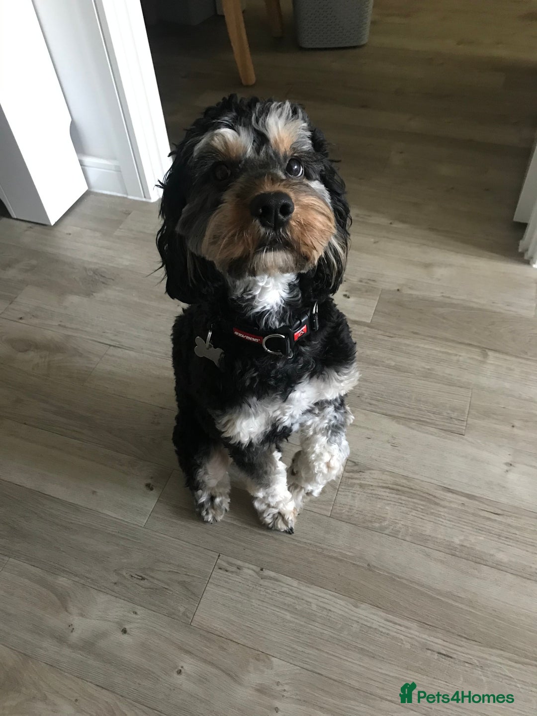 Cockapoo dogs for sale: Cockapoo (Male, 6) & Cocker Spaniel (Female, 2) - Advert 3