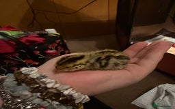 Quail poultry for sale: coturnix quails - Image 4