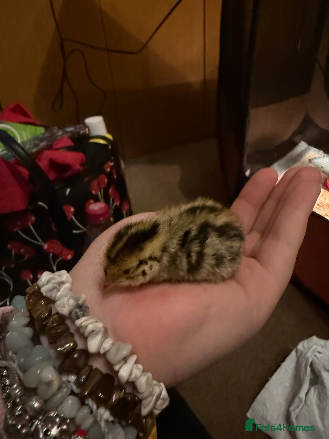 Quail poultry for sale: coturnix quails - Image 4