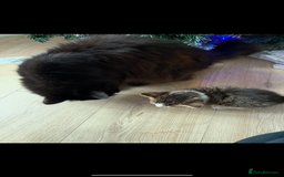 Mixed Breed cats for sale: Four kittens  - Advert 1