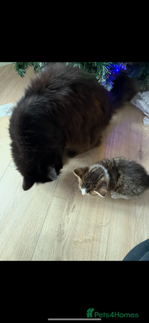 Mixed Breed cats Four kittens - Advert 1