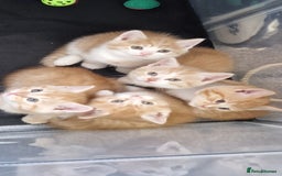 Mixed Breed cats for sale: Gorgeous British Shorthair Kittens for SALE - Advert 21