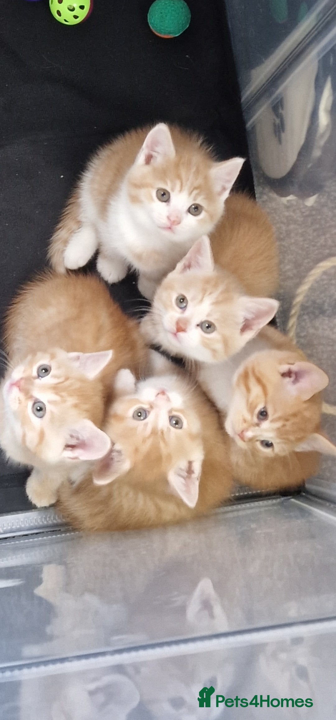 Mixed Breed cats for sale: Gorgeous British Shorthair Kittens for SALE - Advert 21