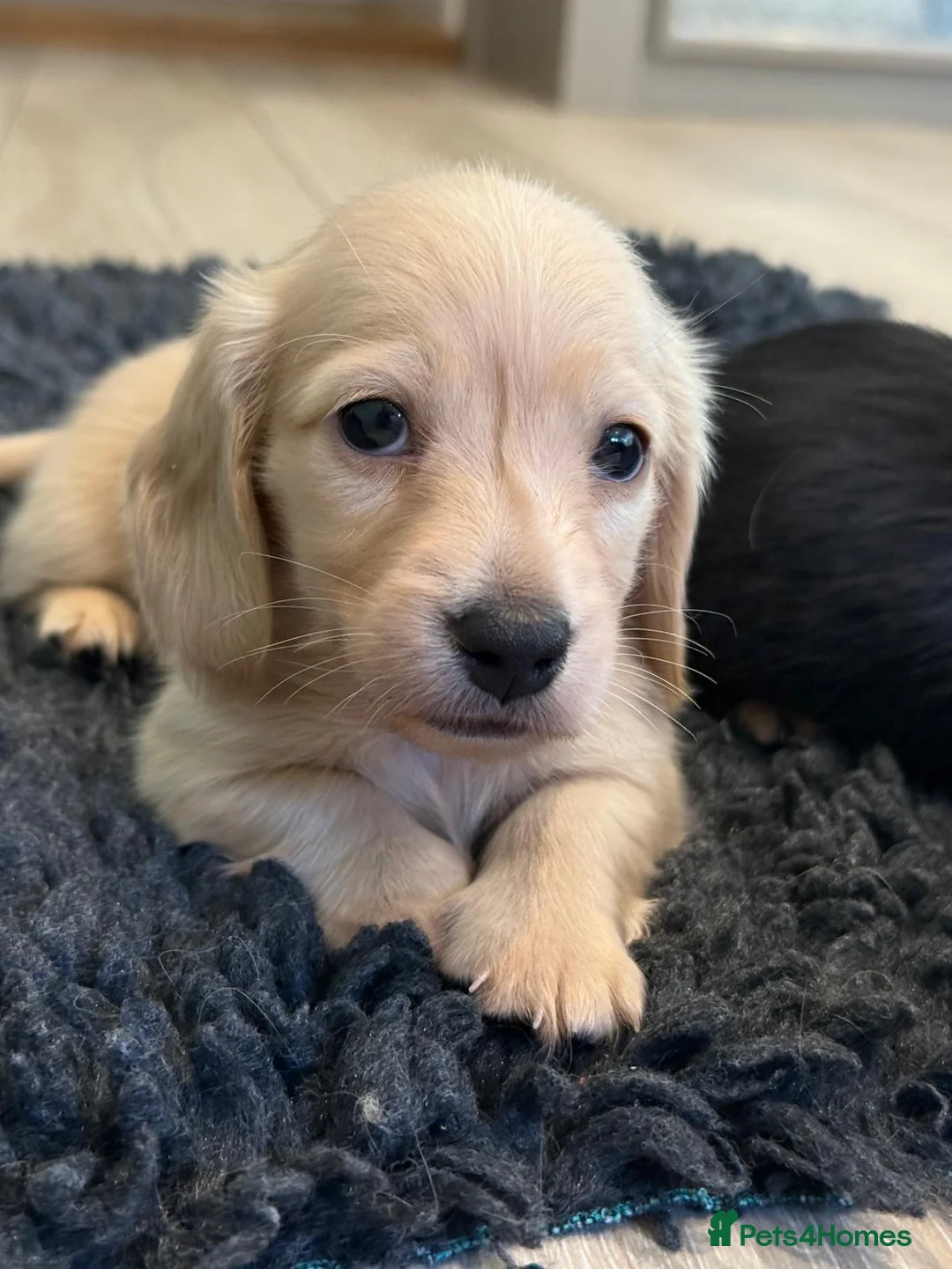 Miniature Dachshund dogs for stud: Shaded cream miniature dachshund 3.6kg - Advert 19