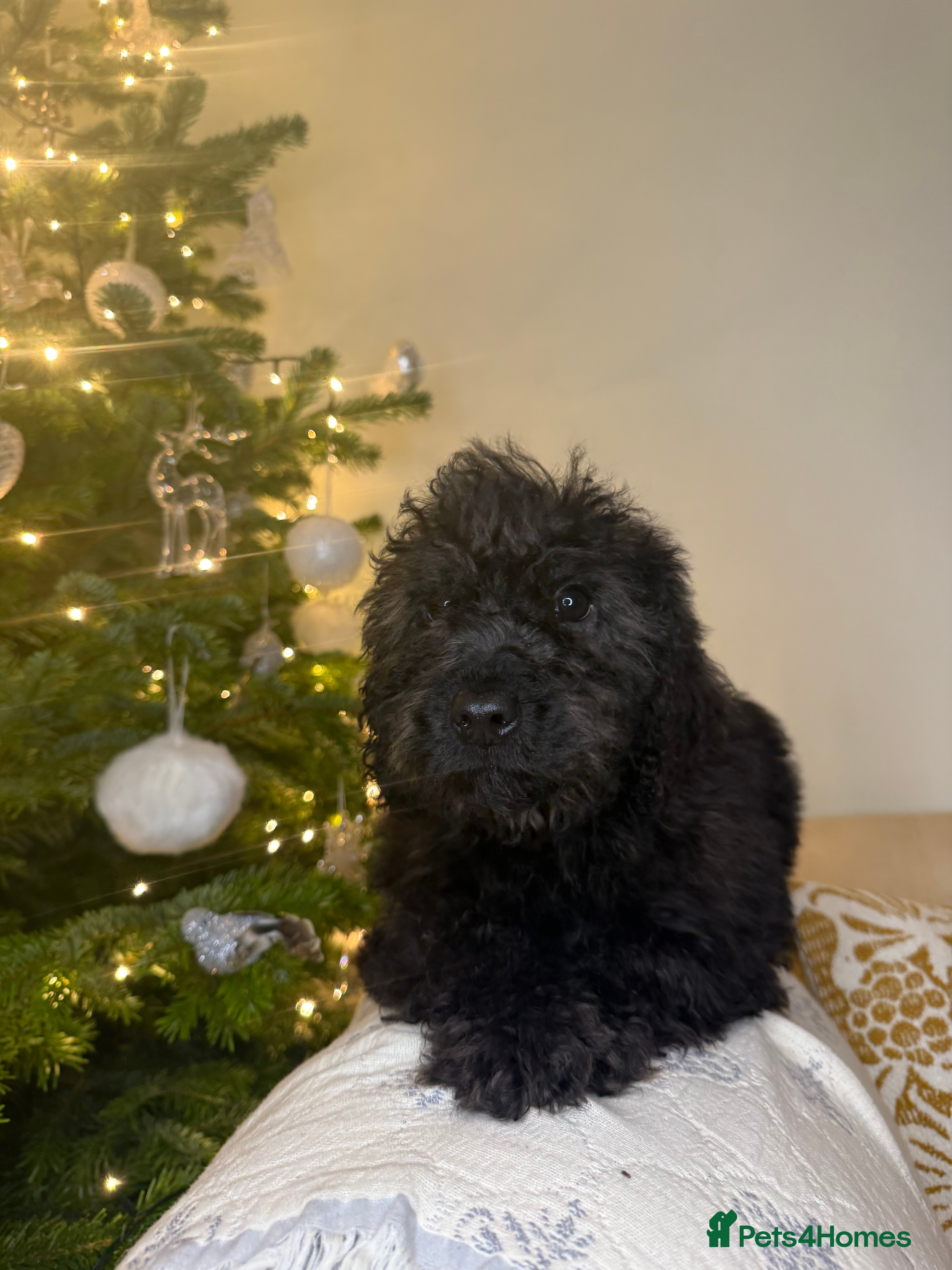 Cockapoo dogs F2 Cockapoo puppies - Advert 5