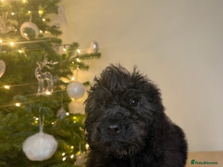 Cockapoo dogs F2 Cockapoo puppies - Advert 3