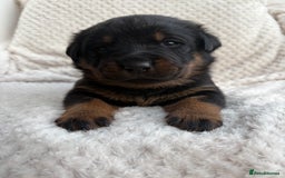 Rottweiler dogs for sale: Rottweiler puppy’s  - Image 6