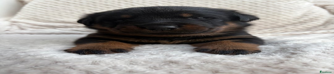 Rottweiler Puppy 6