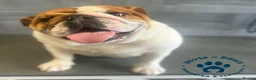 English Bulldog dogs for sale: Stunning English bulldog  - Advert 2