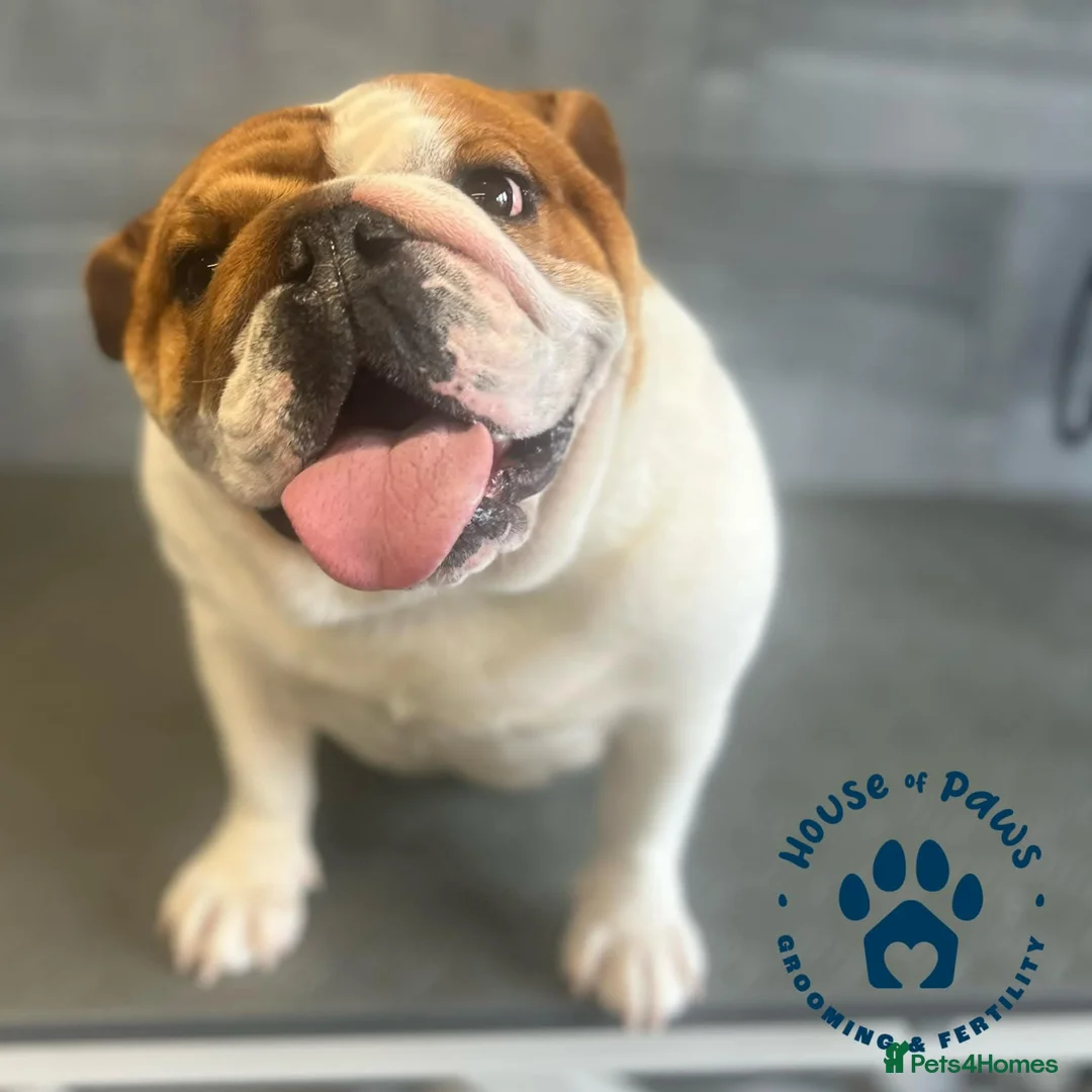 English Bulldog dogs for sale: Stunning English bulldog  - Advert 2
