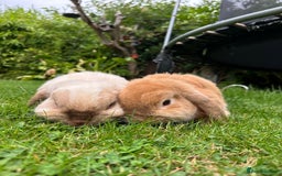 Mini Lop rabbits for sale: Pair of Bunnies - Image 2