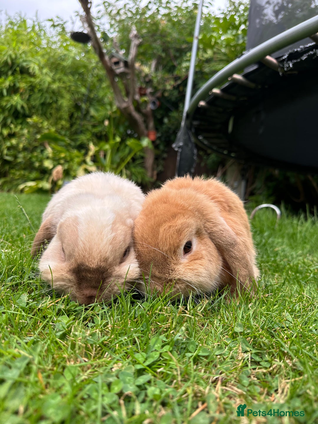 Mini Lop rabbits for sale: Pair of Bunnies - Image 2
