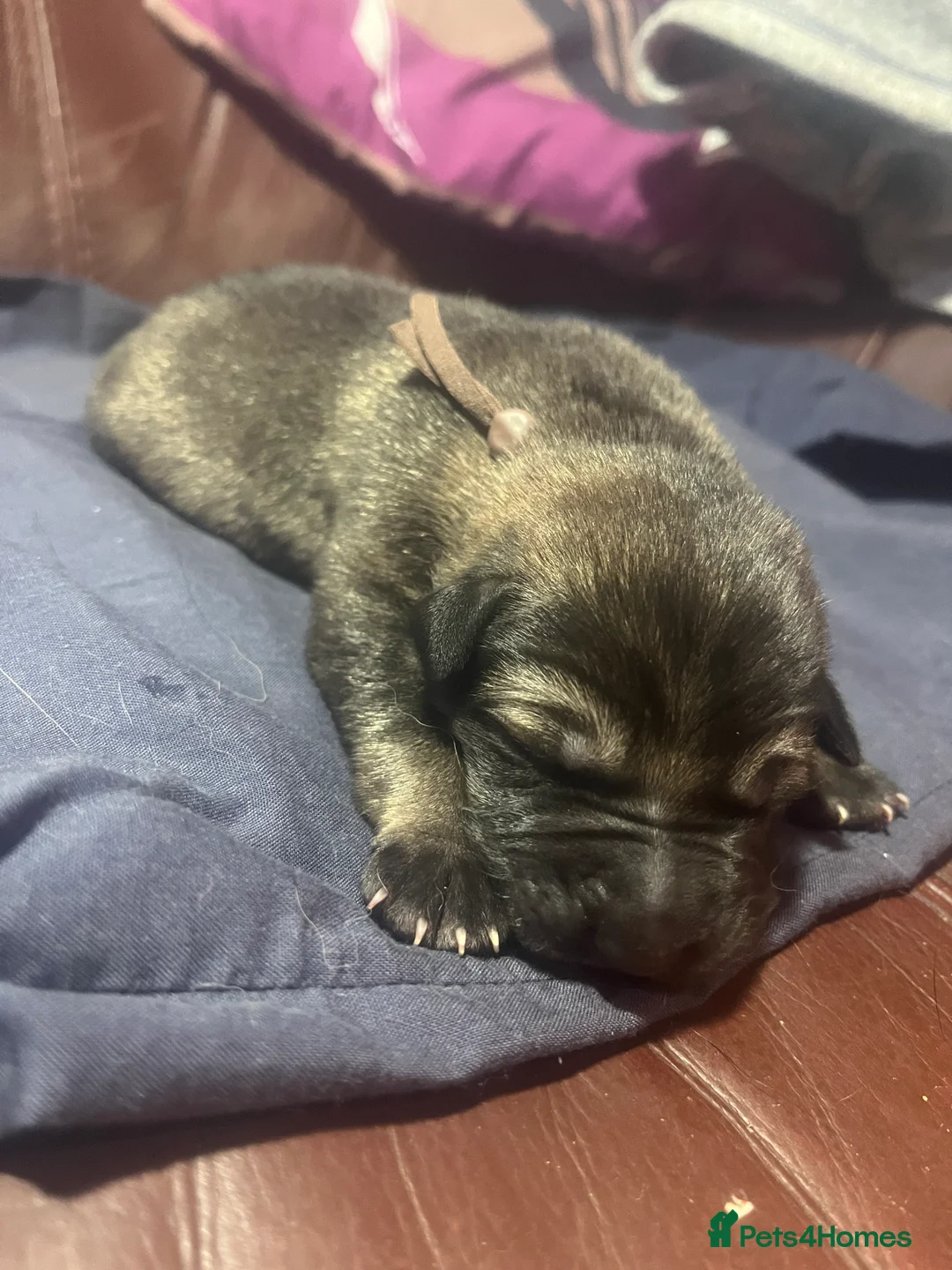 Mixed Breed dogs for sale: Shollies puppies - Advert 6