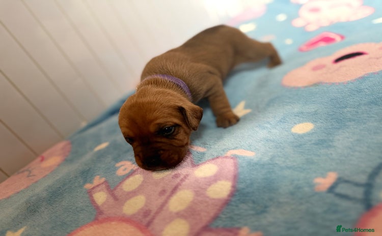 Mixed Breed dogs - Advert 1