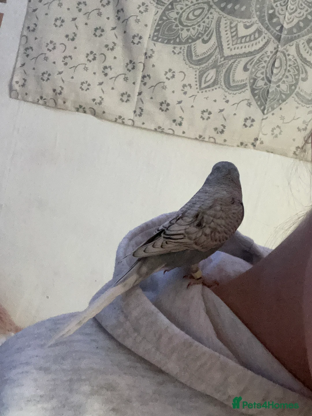 Budgerigars birds for sale: Bobby the Budgie - Advert 9