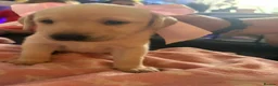 Labrador Retriever dogs for sale: Gorgeous Labrador puppies - Advert 3
