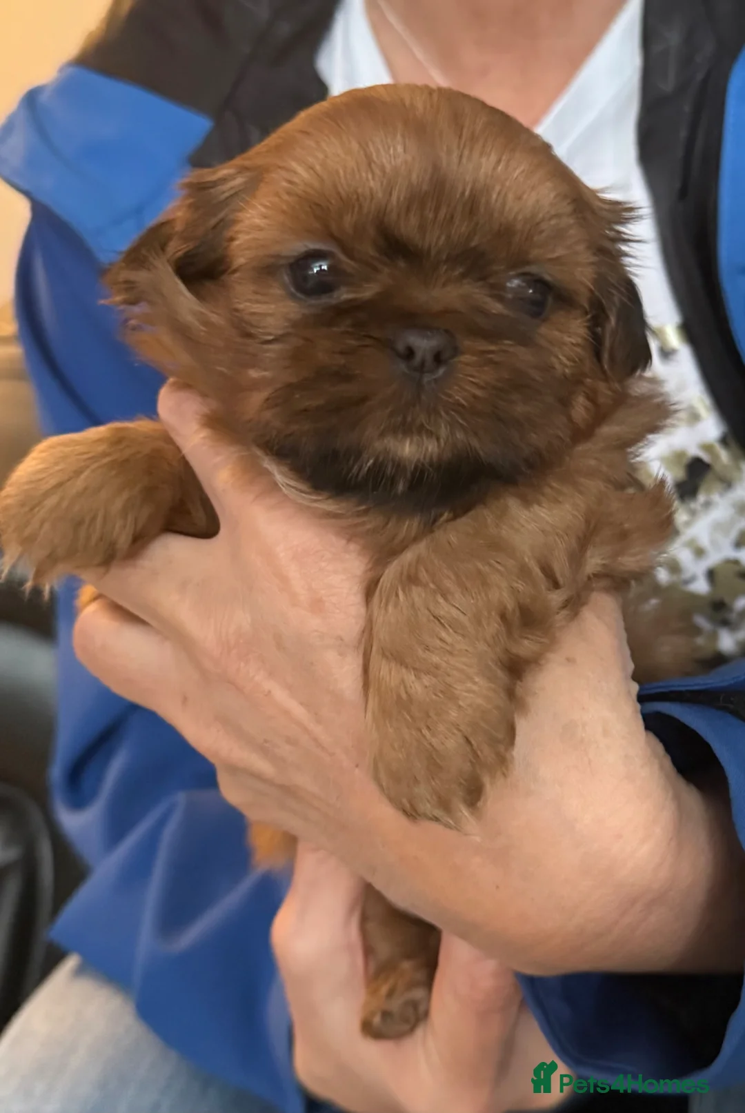 Shih Tzu dogs for sale: Tiny imperial shih tzu - Advert 2