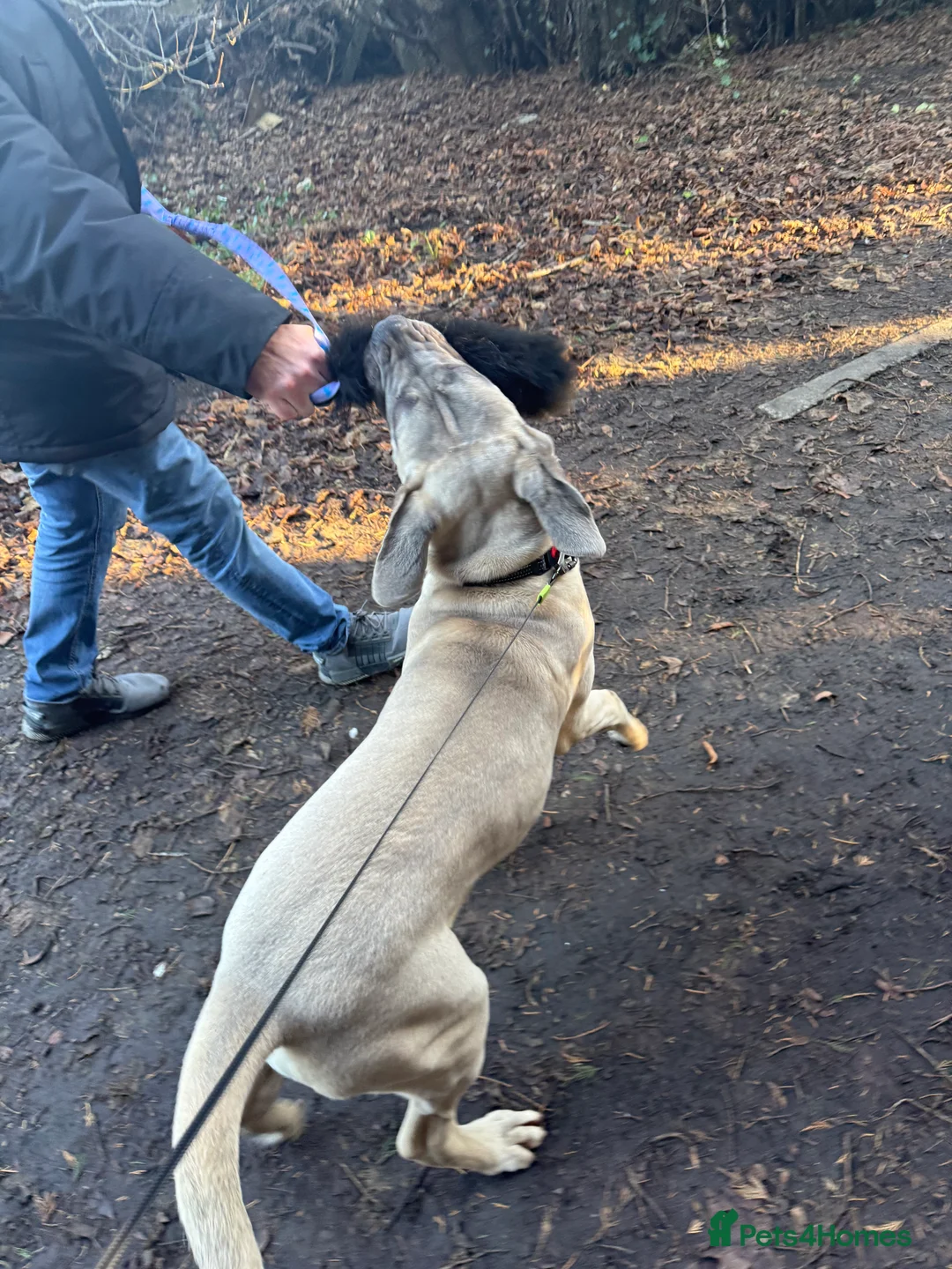 Cane Corso dogs for sale: Cane corso - Advert 2