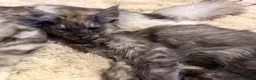 Maine Coon cats for sale: TICA registered Maine coon kittens 8 weeks old  - Advert 3