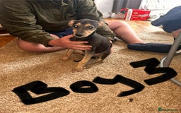 Mixed Breed dogs for sale: Beautiful puppies for sale!!!  - Image 25