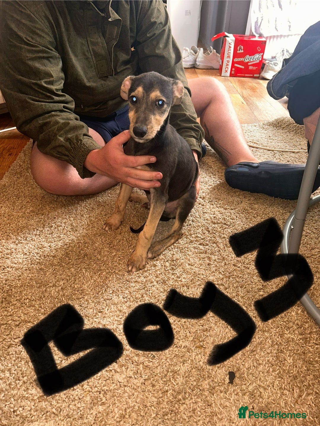 Mixed Breed dogs for sale: Beautiful puppies for sale!!!  - Image 25