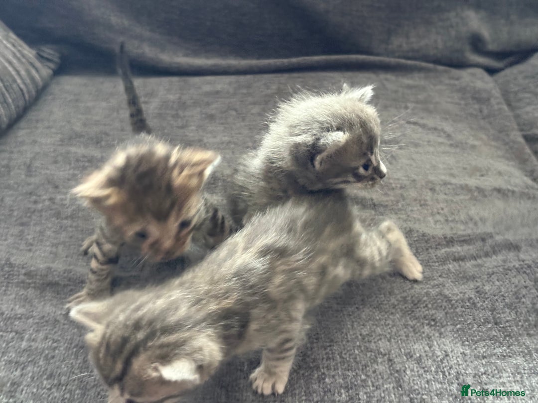 Bengal cats for sale: Russian Blue Bengal Kittens - Image 11