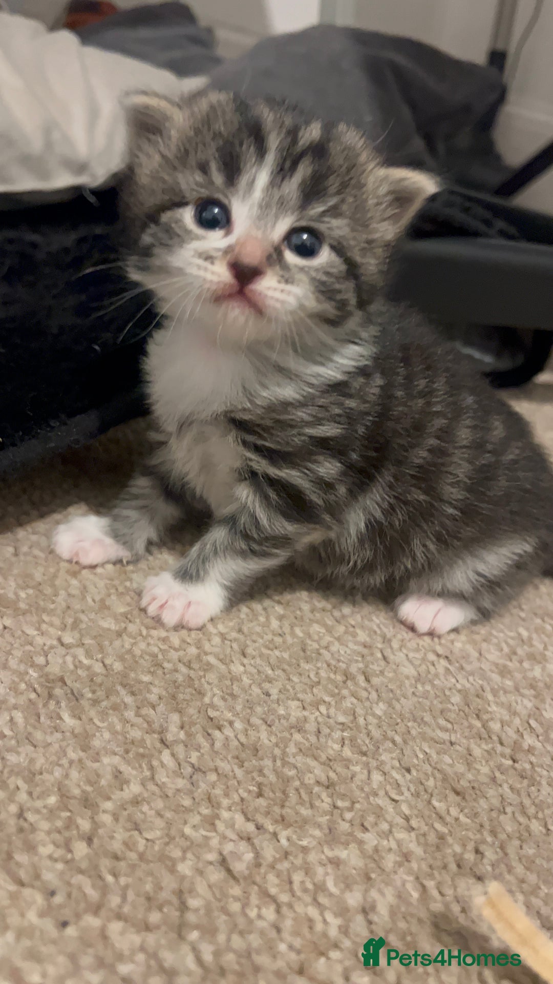 Mixed Breed cats for sale: 4 beautiful kittens 2 female 2 male - Advert 12