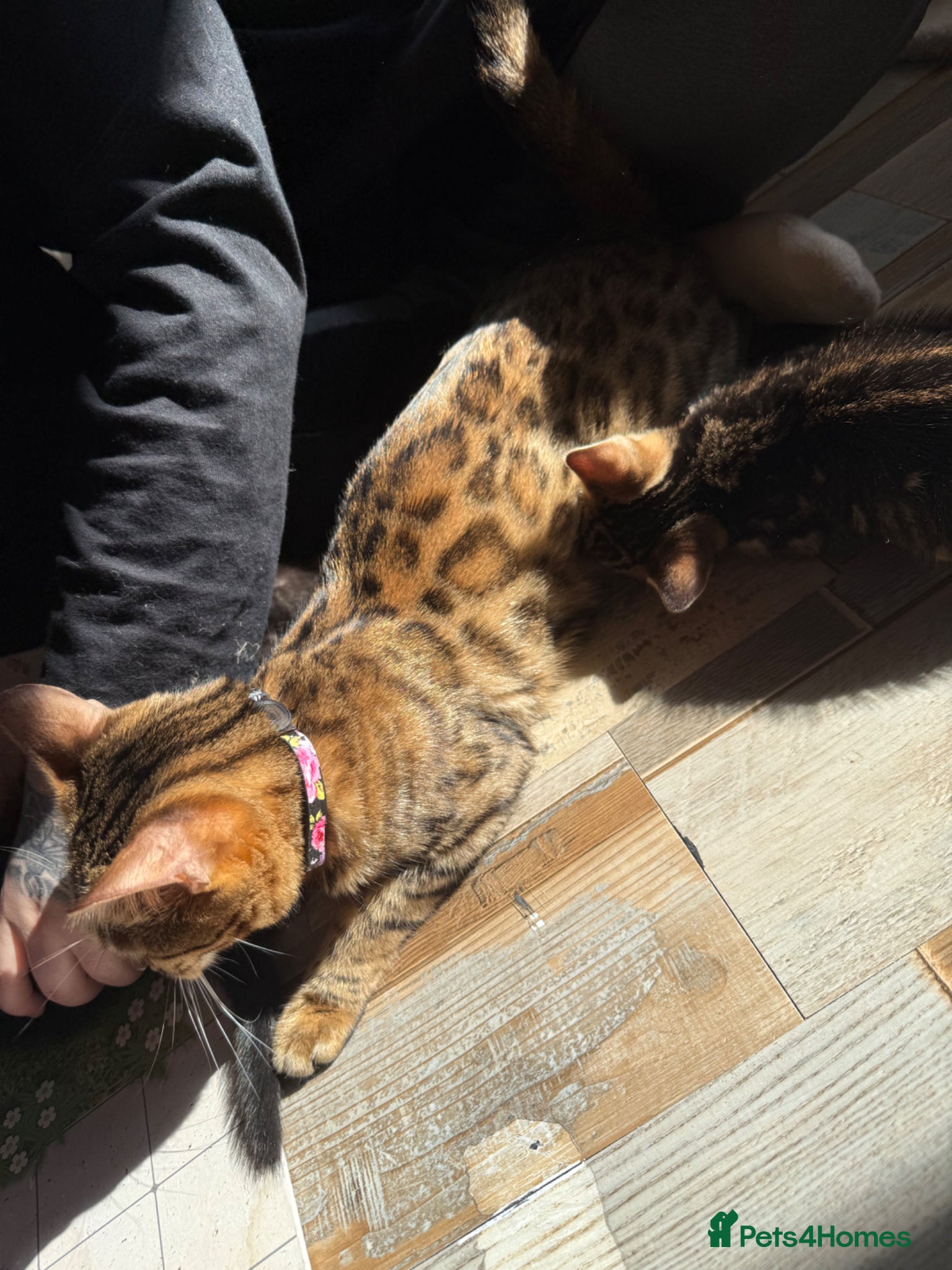 Bengal cats Beautiful Melanistic bengal boy   - Advert 2