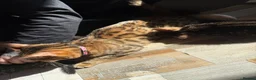 Bengal cats for sale: Beautiful Melanistic bengal boy   - Advert 2