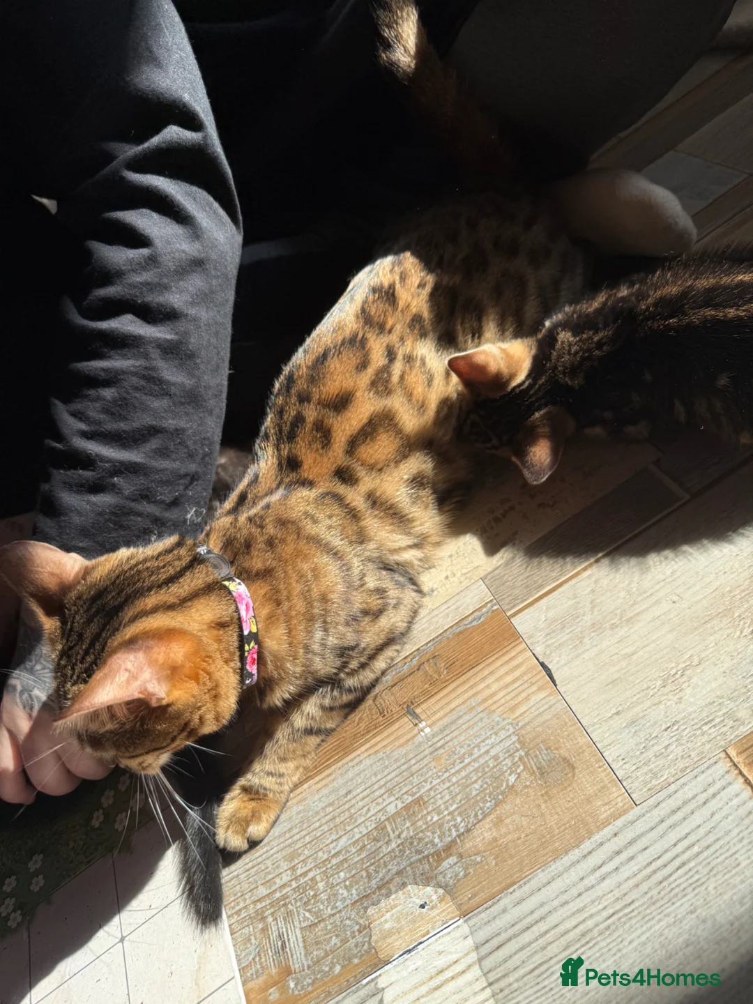 Bengal cats for sale: Beautiful Melanistic bengal boy   - Advert 2