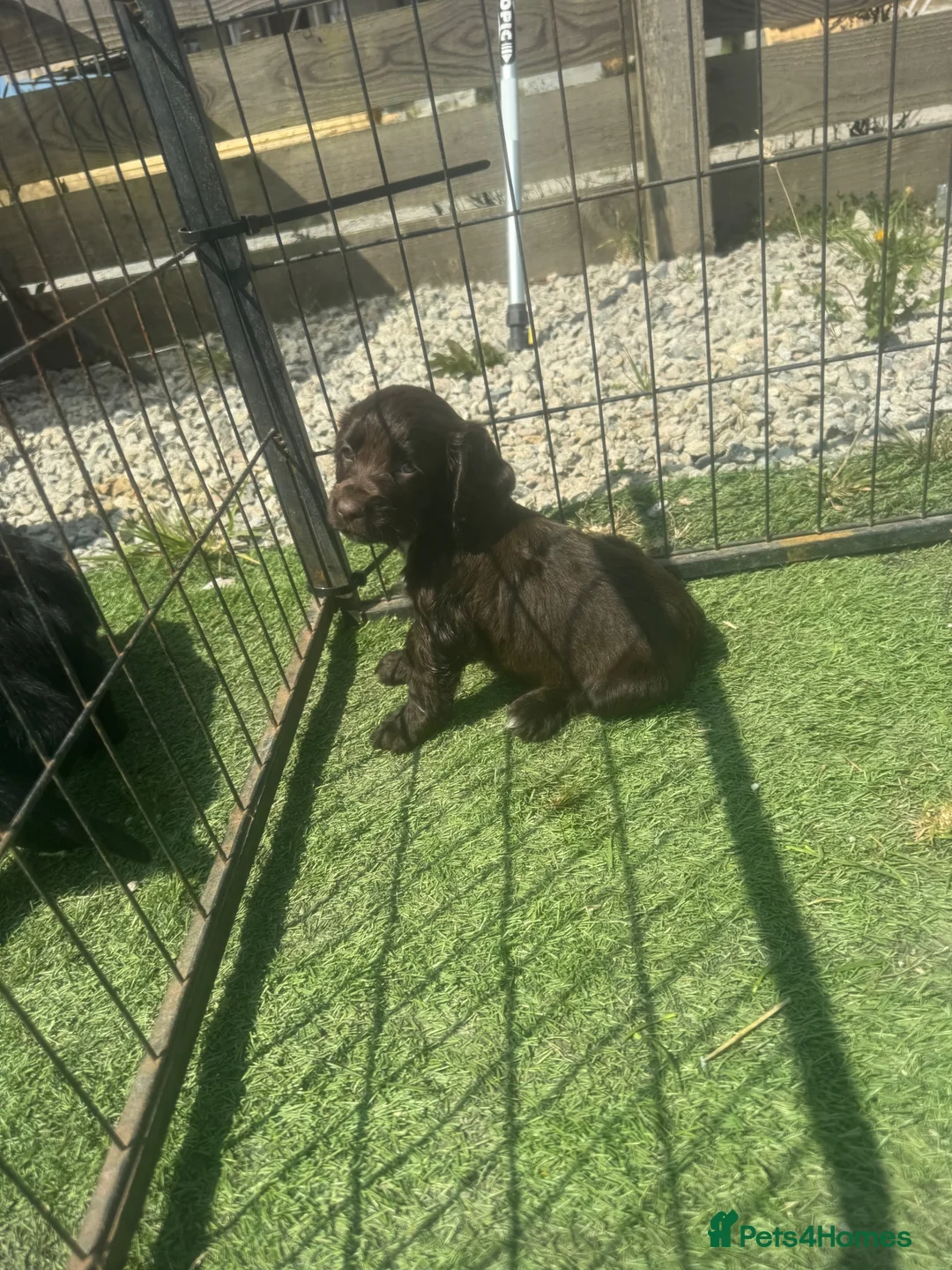 Cocker Spaniel dogs for sale: Show type cocker spaniels  in Saint Austell - Advert 8