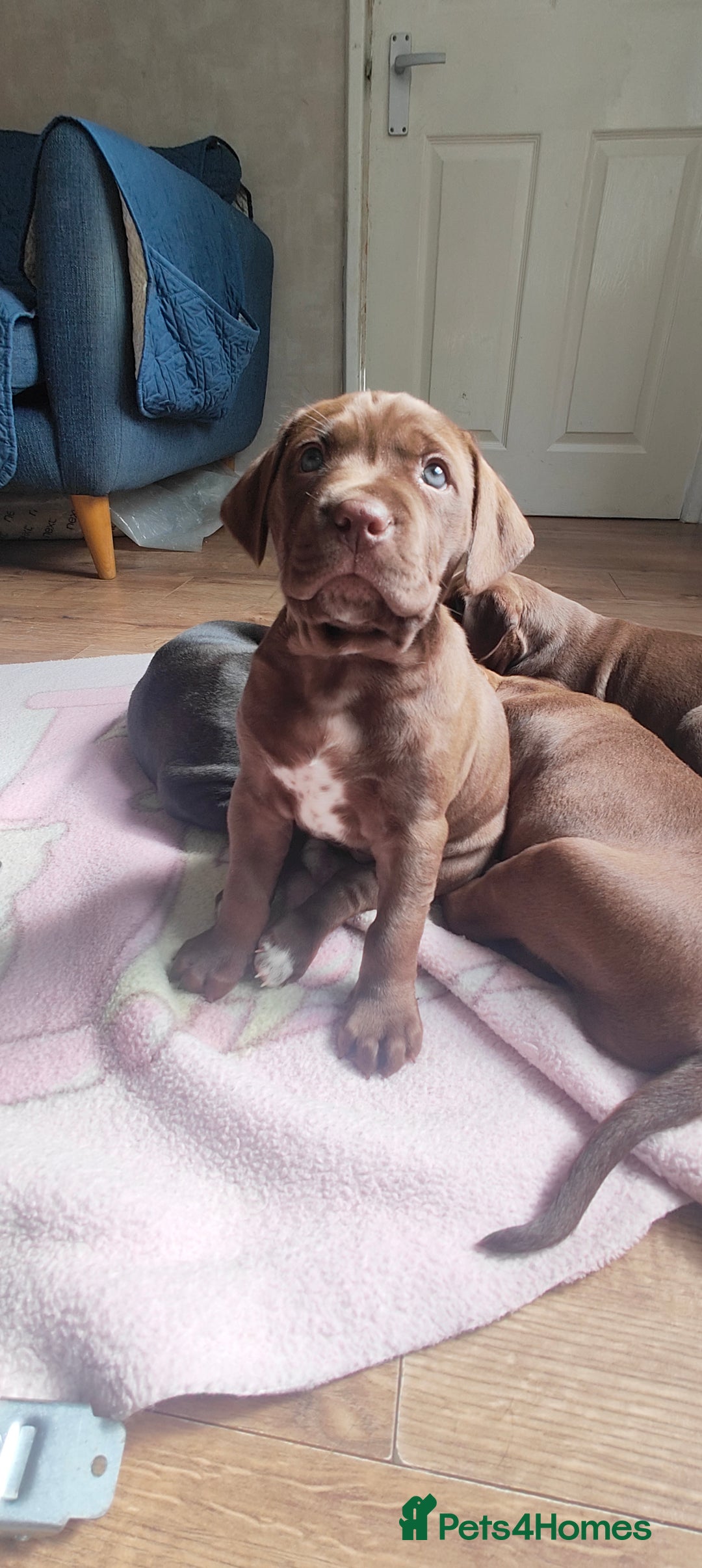 Mixed Breed dogs for sale: dog de bordeaux mixed Dalmatian  - Image 3