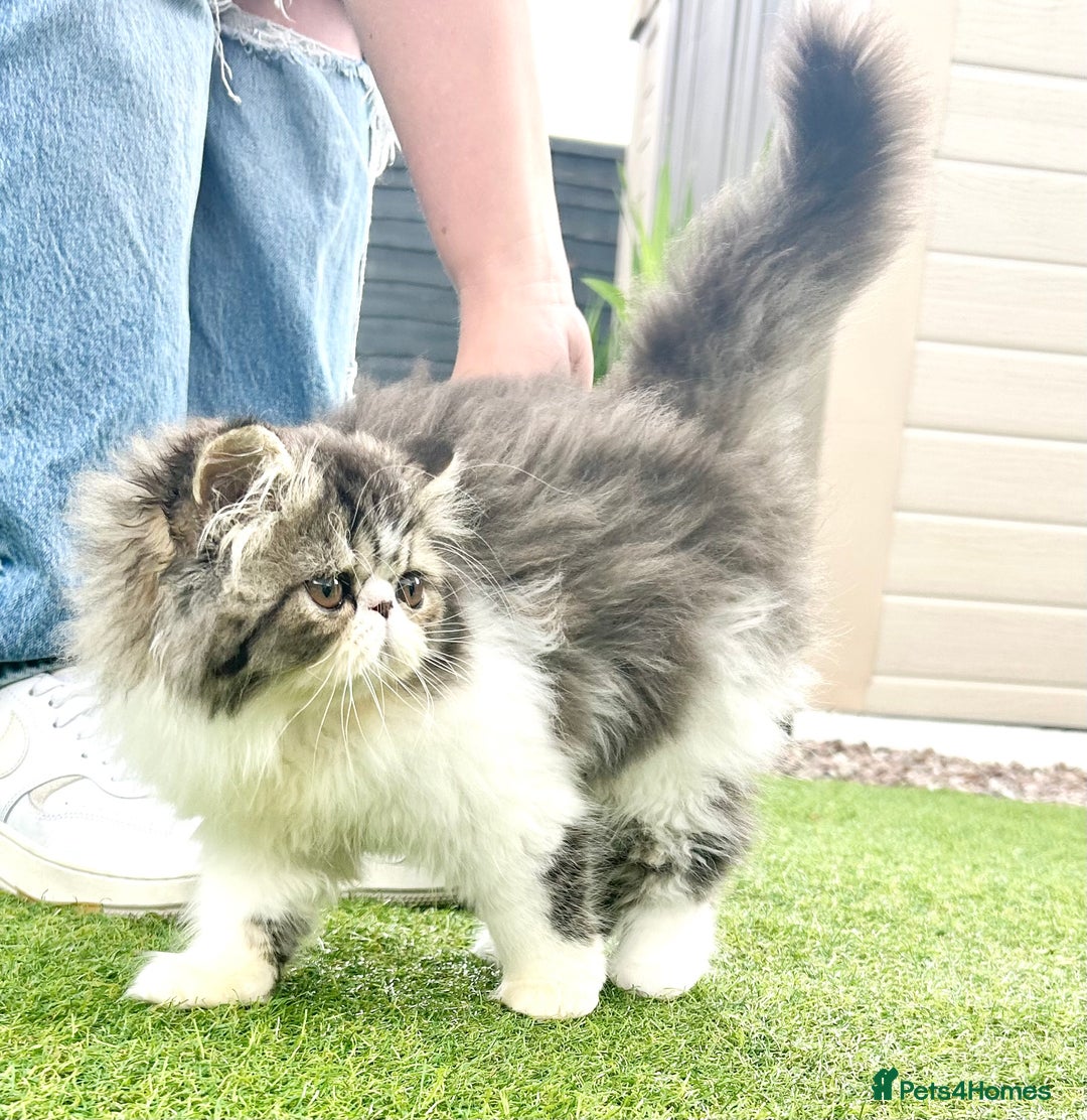 Persian cats for sale: Ready!Persian GCCF Champions Healthy! in Ashton-under-Lyne - Image 1