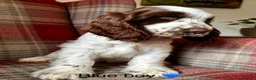 Cocker Spaniel dogs for sale: KC registered, show type, cocker spaniels  - Advert 8