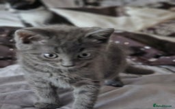 British Longhair cats for sale: Blue cat  - Image 4