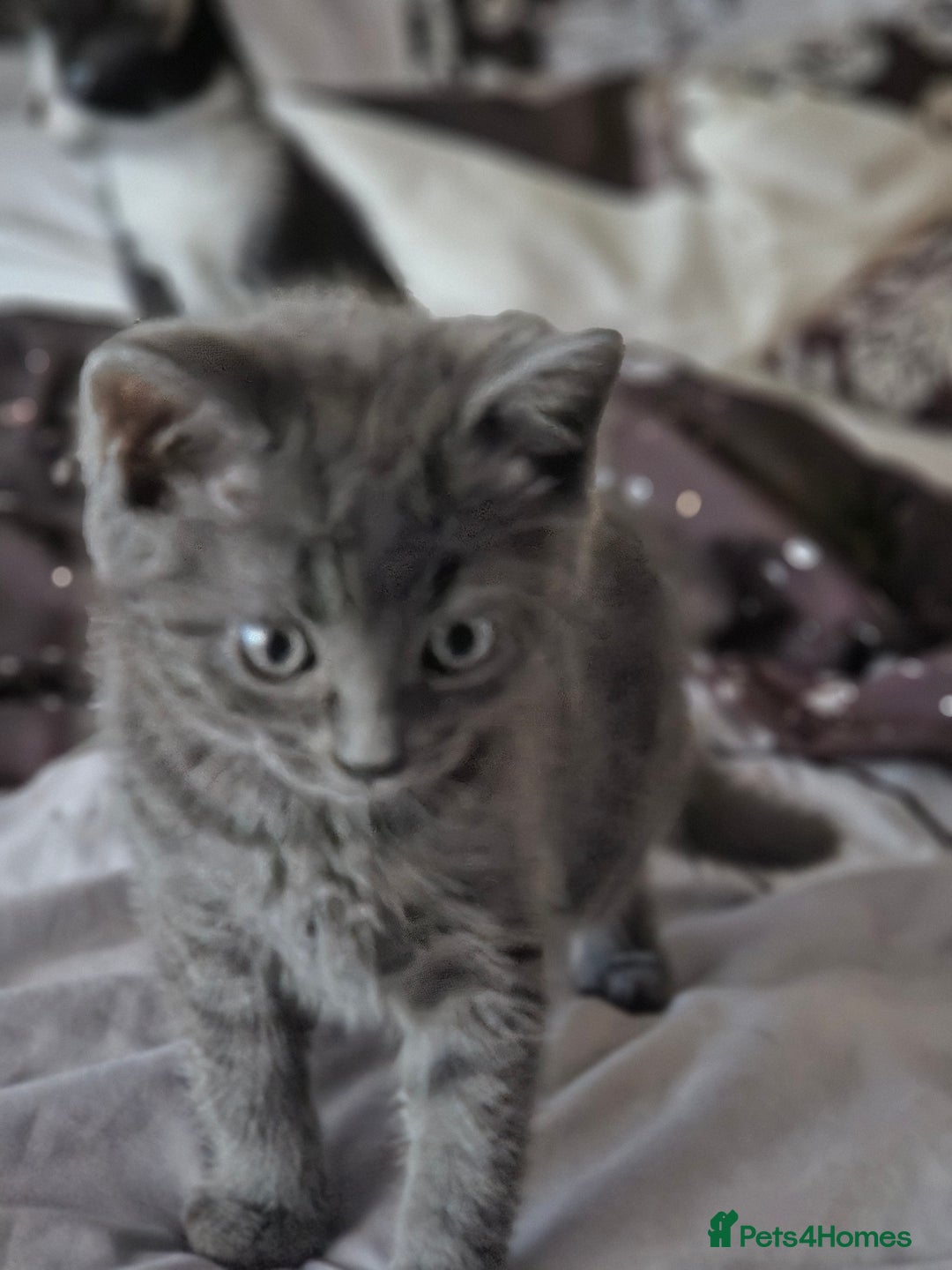 British Longhair cats for sale: Blue cat  - Image 4